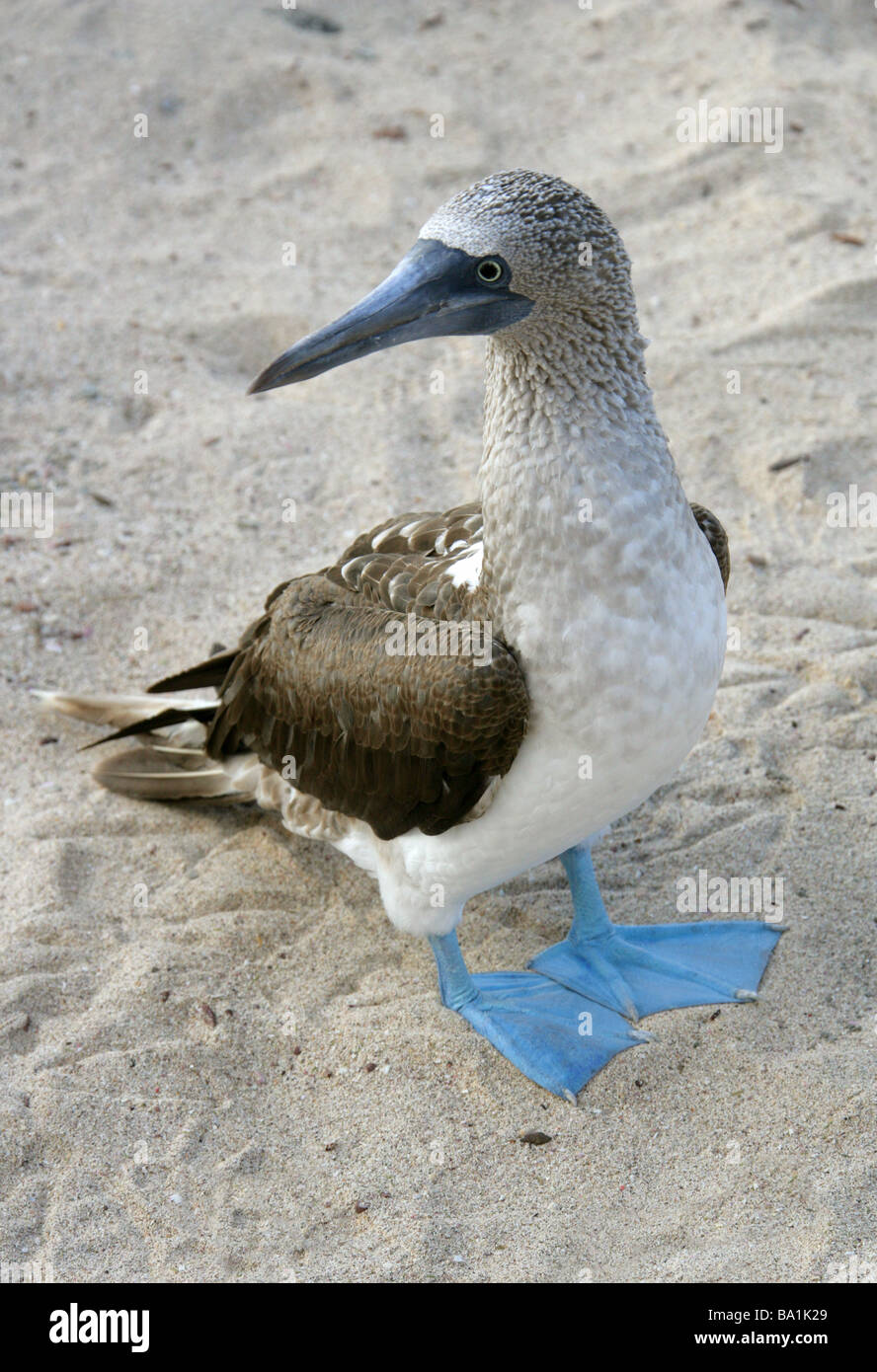 Blue-footed Booby, Sula nebouxii, Sulidae, Espanola Island, Galapagos Archipelago, Ecuador, South America Stock Photo