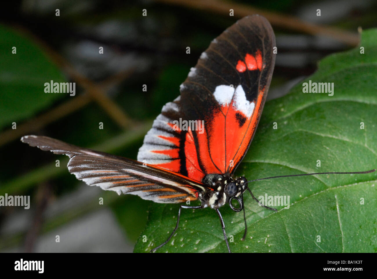 Postman Butterfly, Heliconius melpomene Stock Photo