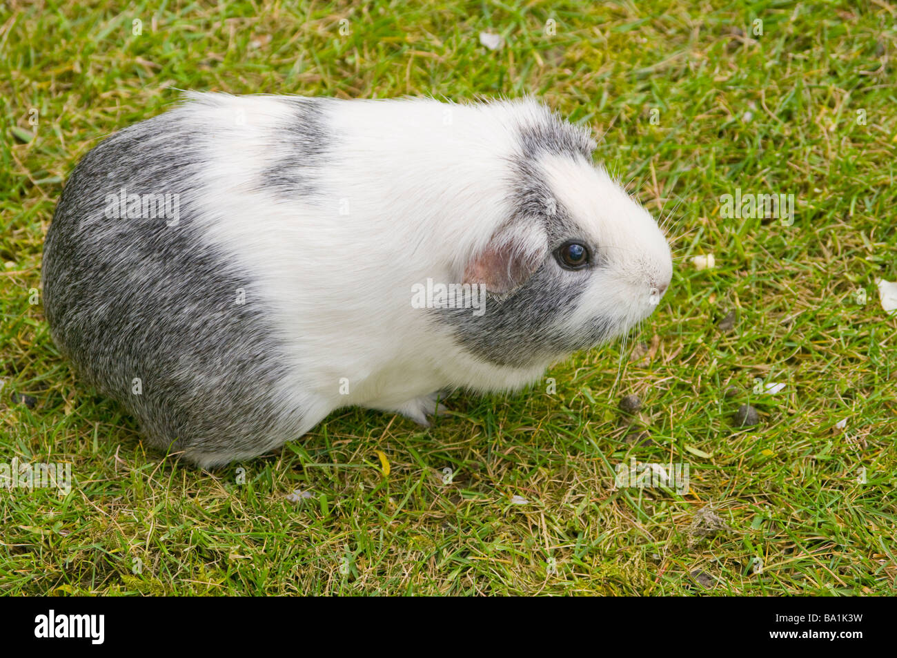 Black and White Guinea Pig Cavia porcellus household pet pets pigs Stock Photo