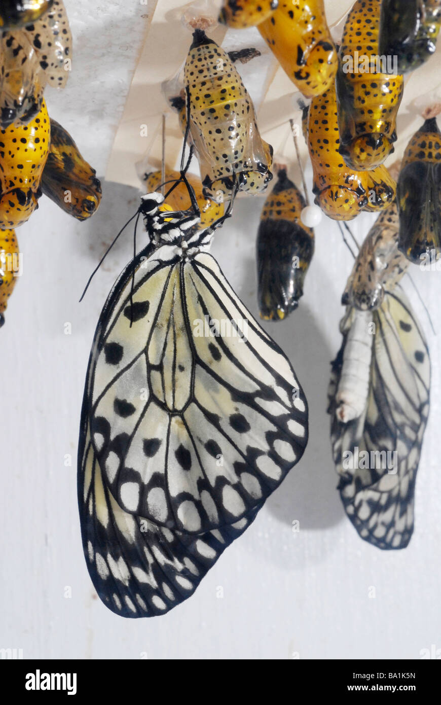 Paper Kite or the Rice Paper butterfly (Idea leuconoe) Stock Photo