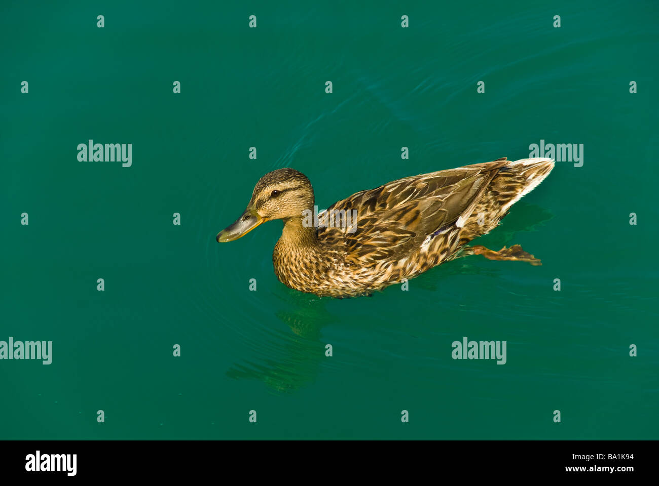 Female mallard duck Anas platyrhynchos swimming on Lake Constance Germany Weibliche Stockente schwimmt auf dem Bodensee Stock Photo