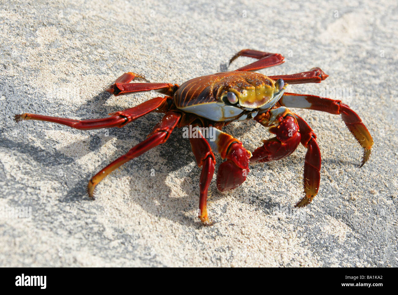 Sally Lightfoot Crab, Grapsus grapsus, Espanola Island, Galapagos Islands, Ecuador, South America Stock Photo