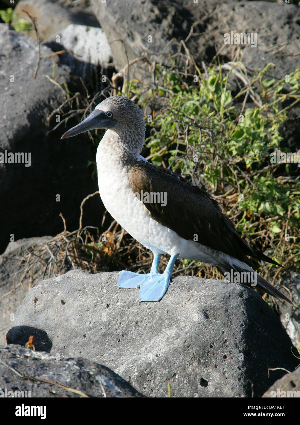 Blue-footed Booby, Sula nebouxii, Sulidae, Espanola Island, Galapagos Archipelago, Ecuador, South America Stock Photo