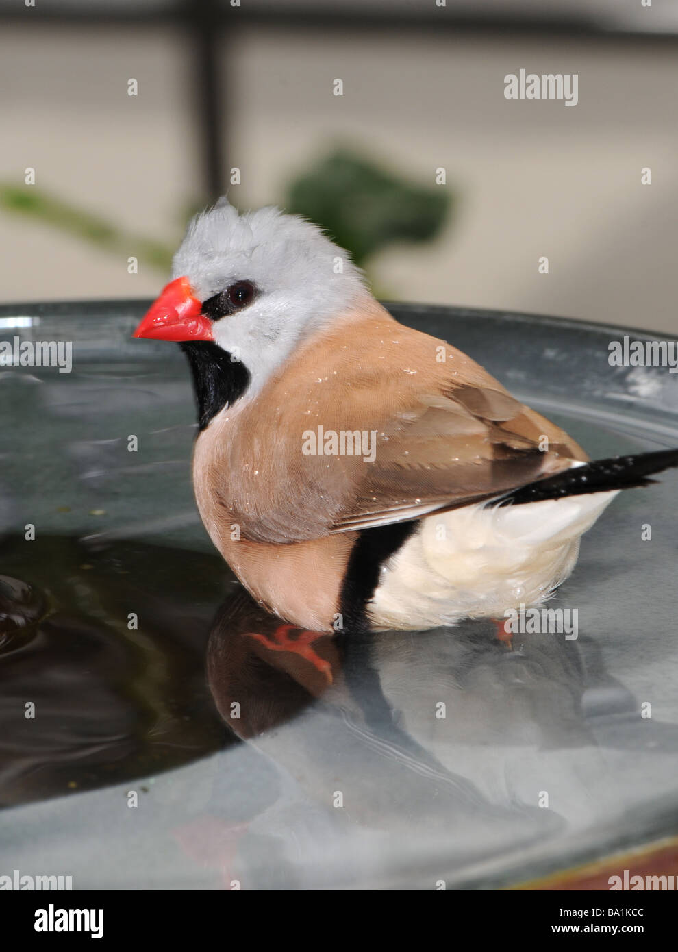 Shaft-tail finch photographed in captivitiy Stock Photo