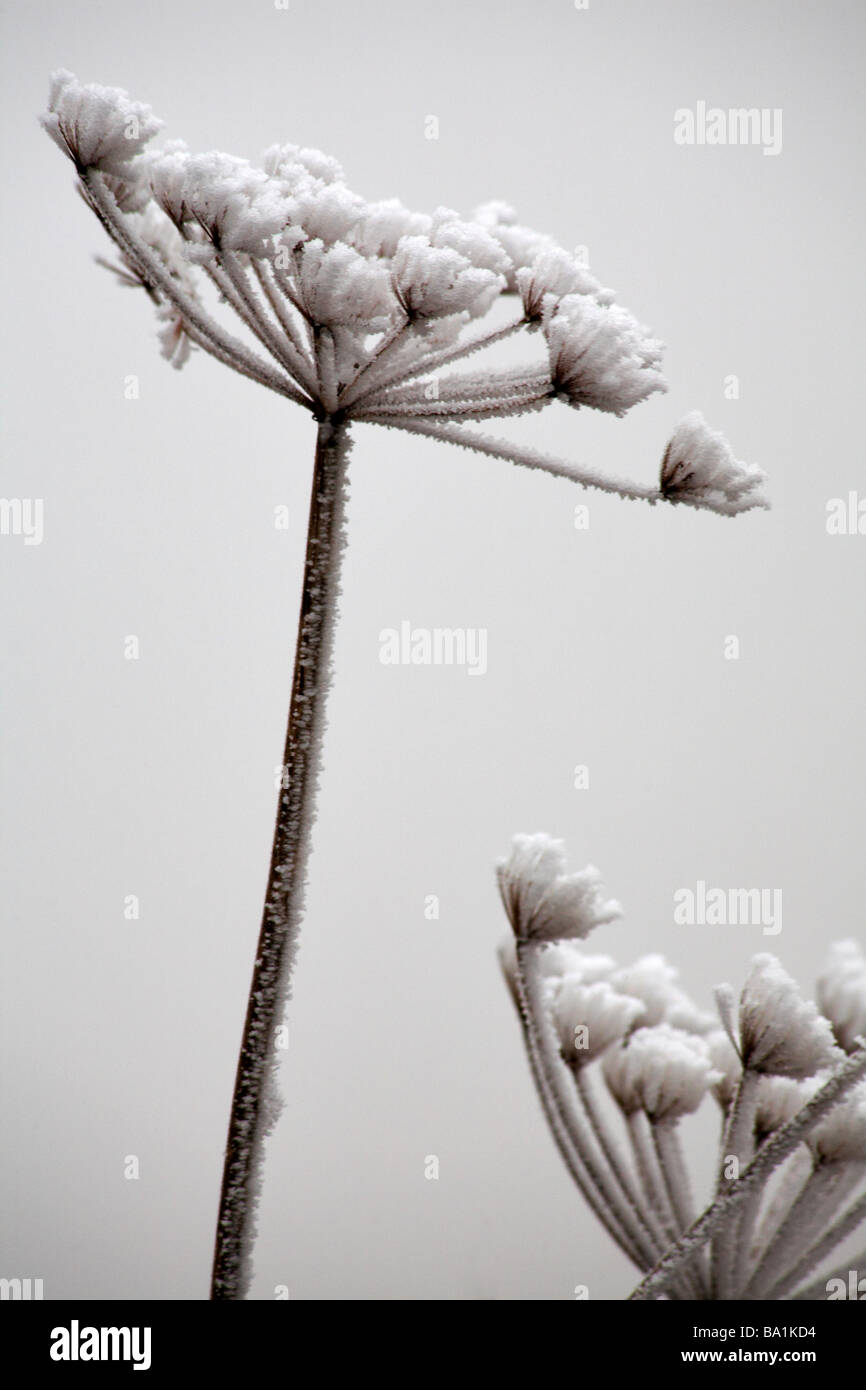 Cow Parsley, Anthriscus sylvestris, seedheads covered with hoar frost at Dorset, UK in January Stock Photo