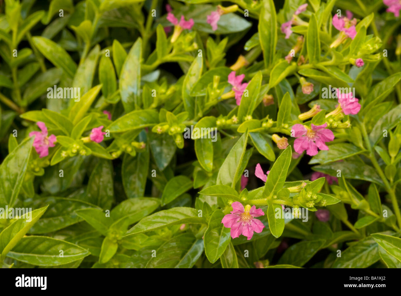 False Heather Cuphea hyssopifolia, Litraceae Stock Photo