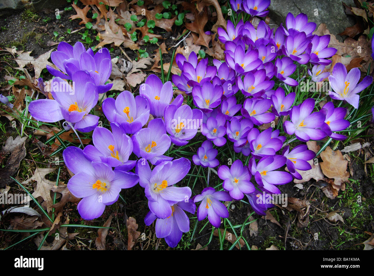 delicate crocus flowers in spring Stock Photo