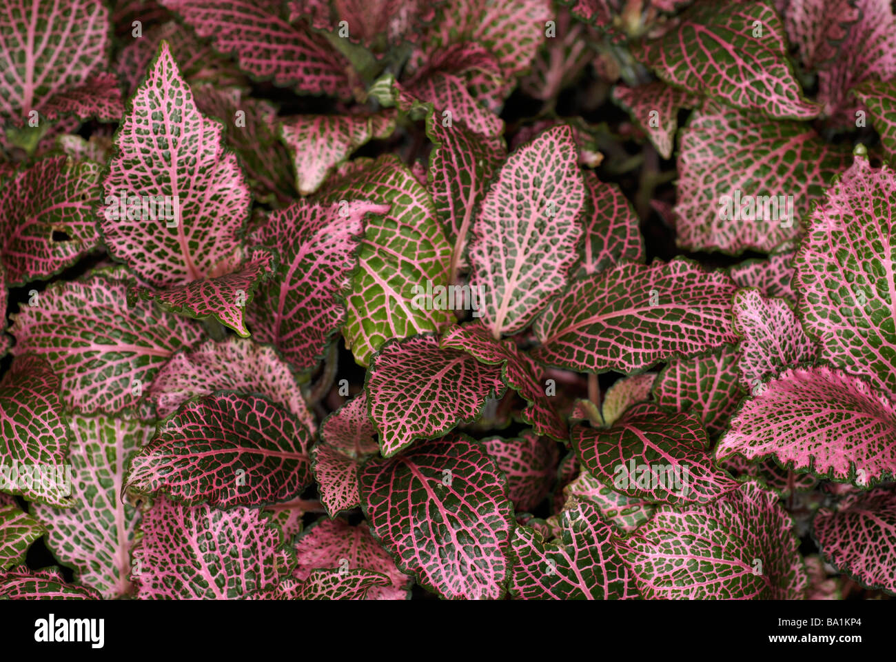 Fittonia verschaffeltii  'pink star' in the Acanthus family, Acanthaceae Stock Photo
