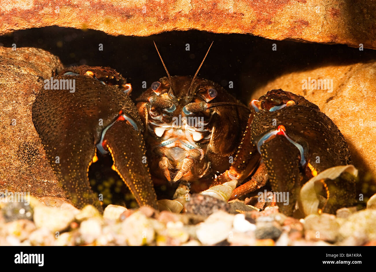 Danube crayfish Astacus leptodactylus Germany Stock Photo