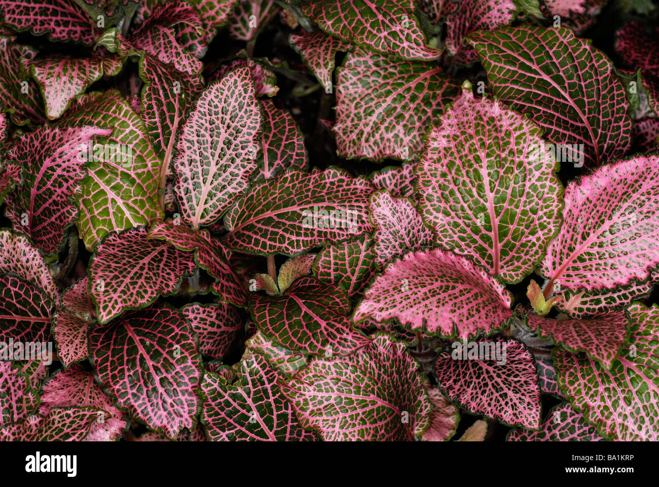 Fittonia verschaffeltii  'pink star' in the Acanthus family, Acanthaceae Stock Photo