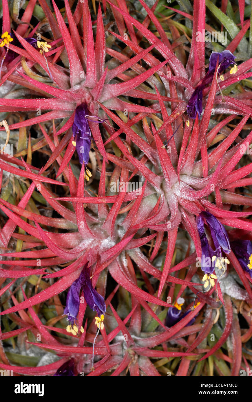 Tillandsia ionantha or Sky Plant is native from Mexico to Nicaragua where they grow on deciduous trees and rocks Stock Photo