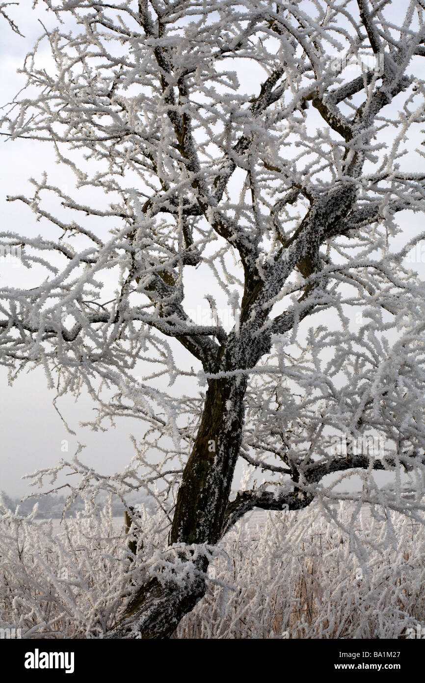 Tree covered with hoar frost hoarfrost at Dorset, UK in January - frost on a tree, frosted tree Stock Photo