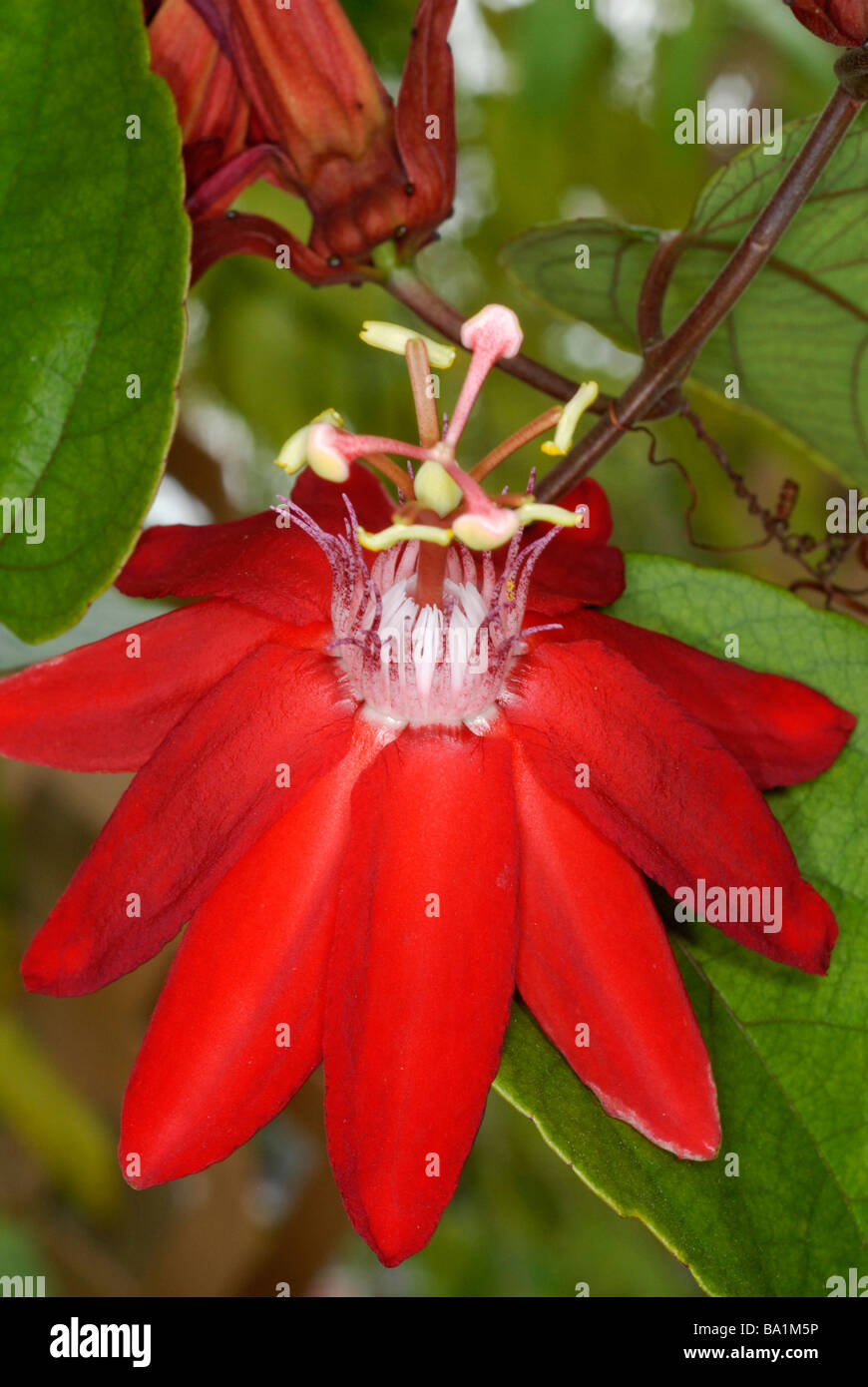 close up of passion flower Passiflora Grace Ann Stock Photo