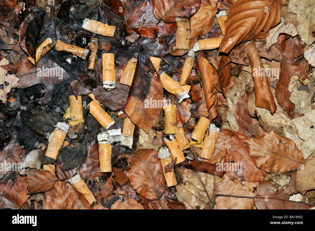 Fags lying on foliage (forest soil) Stock Photo