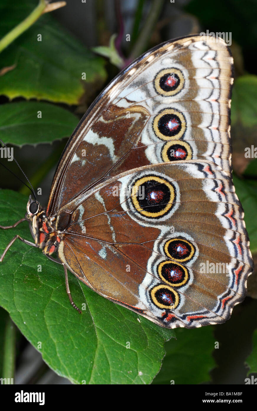 Underside of a morpho butterfly showing ocelli (eyespots) and a brown