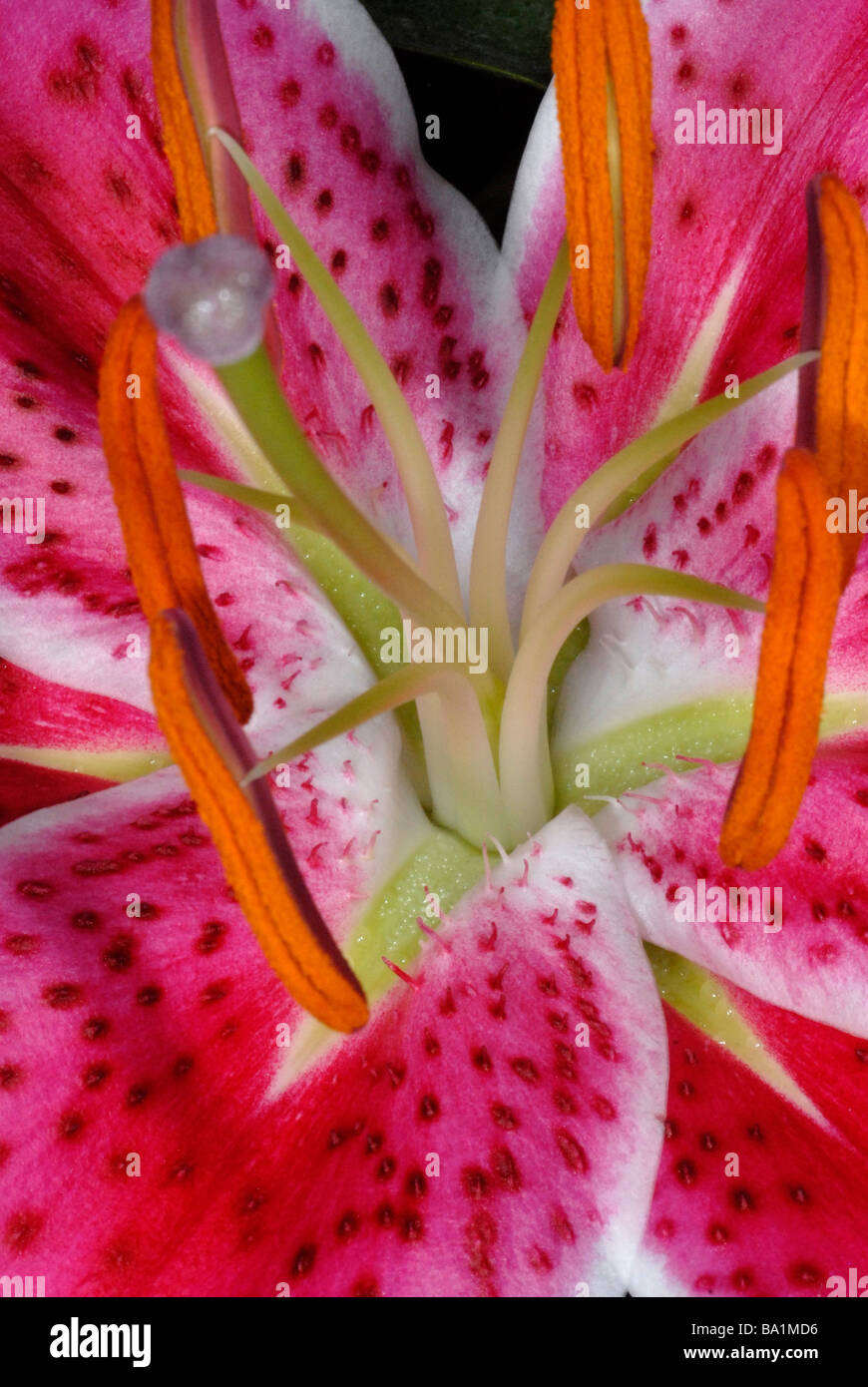 Oriental lily Starfighter, Botanical Name: Lilium 'Starfighter' Stock Photo