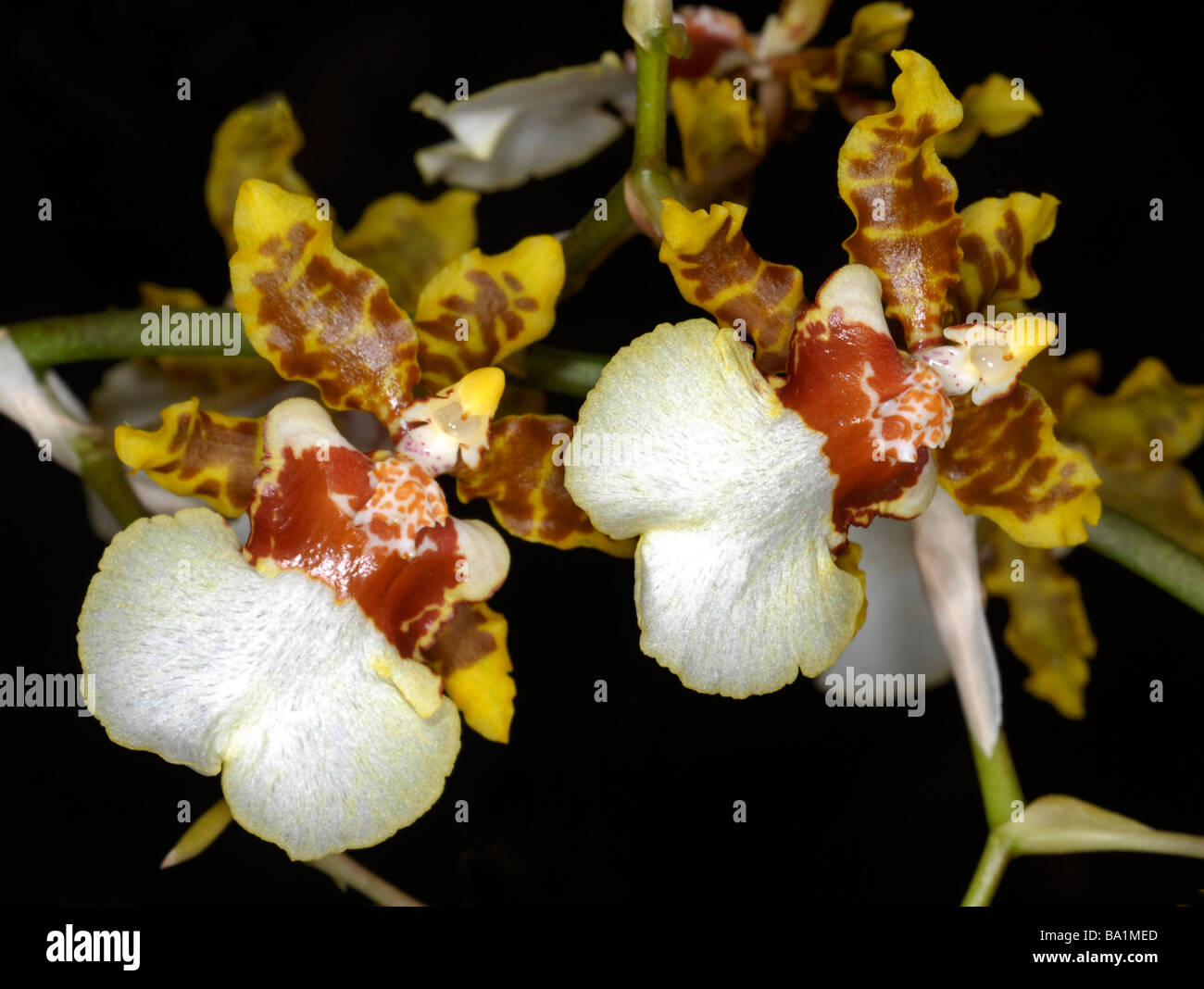 Oncidium orchids Stock Photo