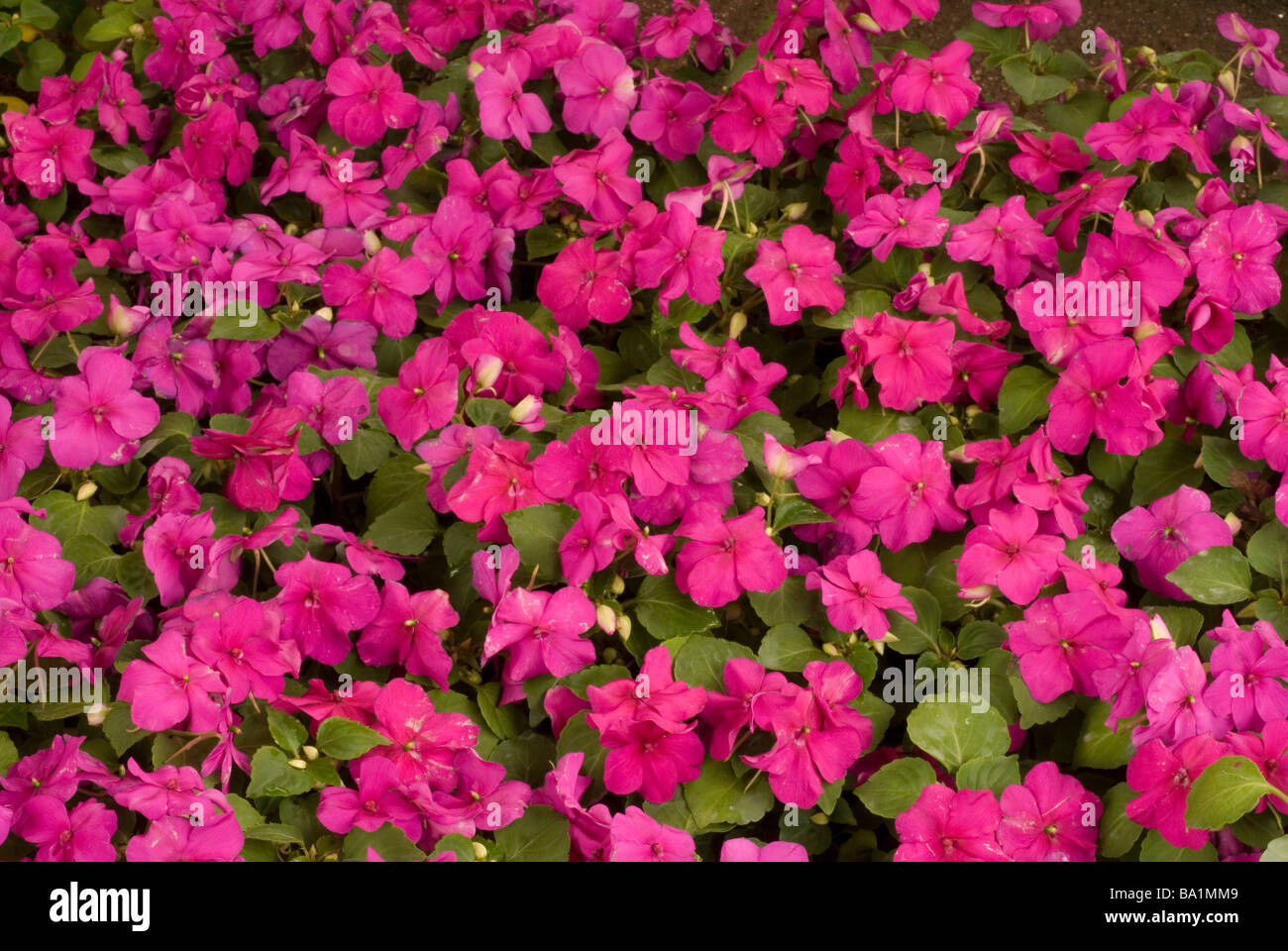 Busy Lizzie, Impatiens sp., Balsaminaceae Stock Photo