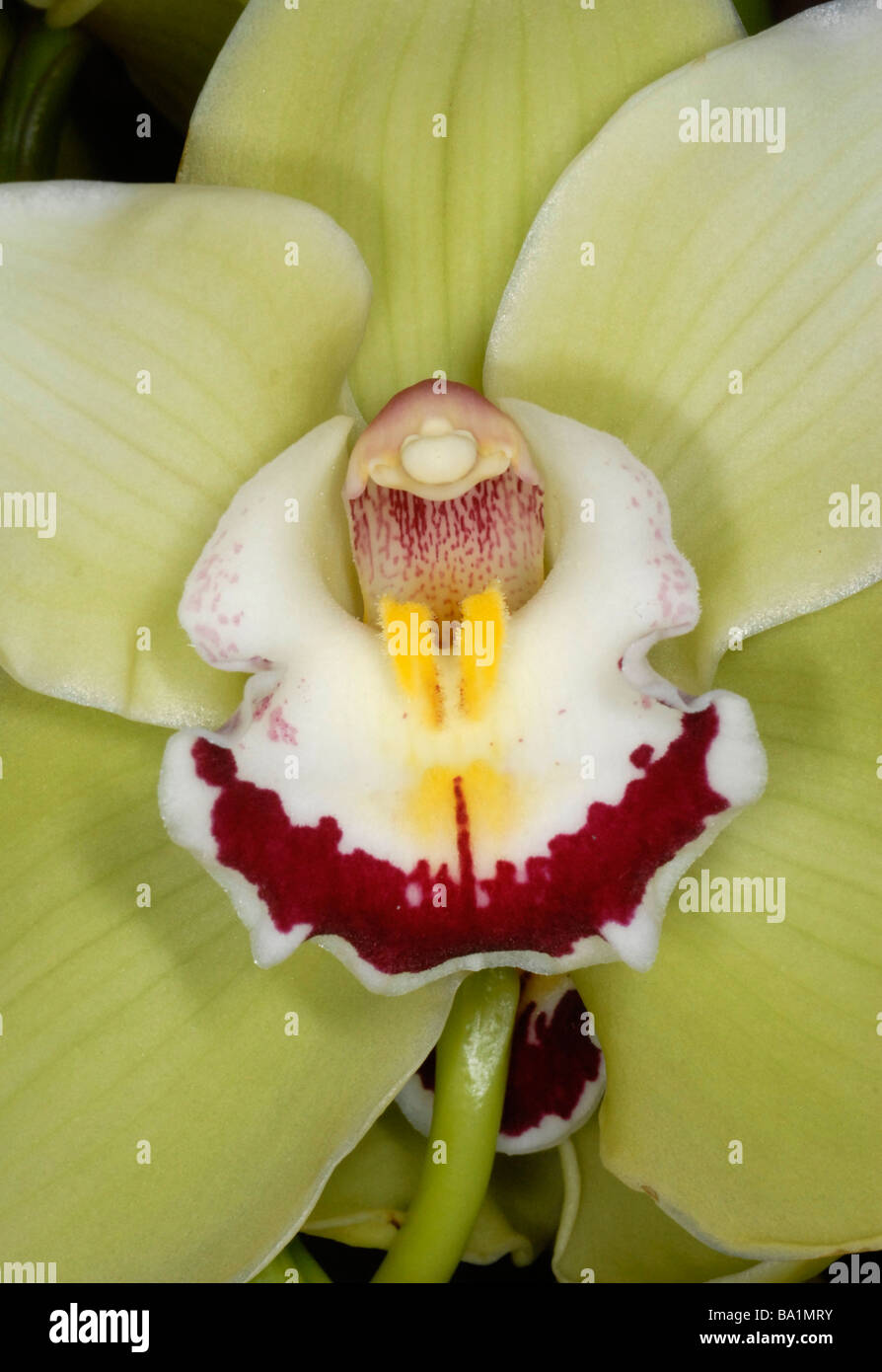 close up of center of orchid Cymbidium Stock Photo