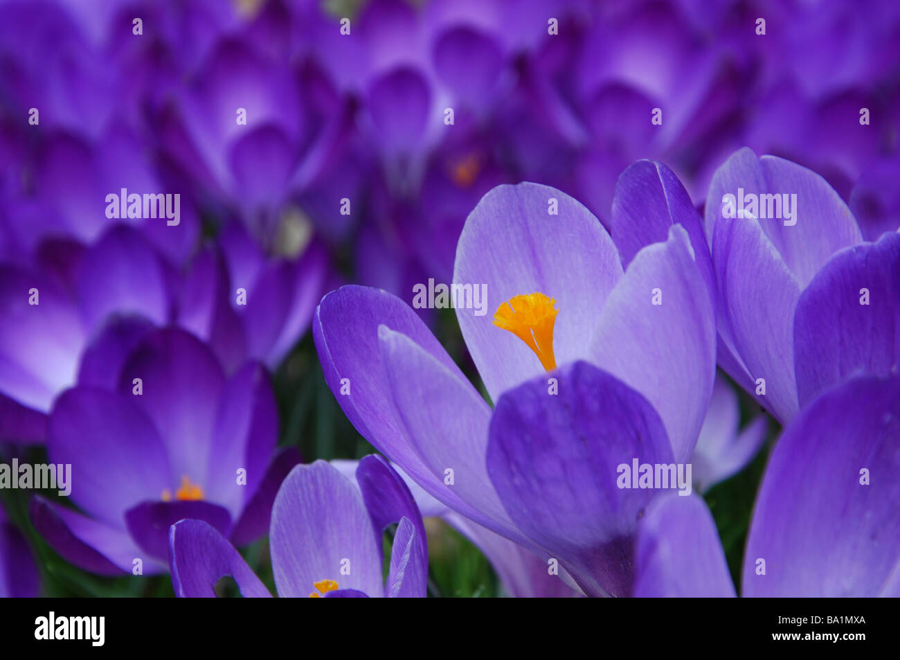 delicate crocus flowers in spring Stock Photo