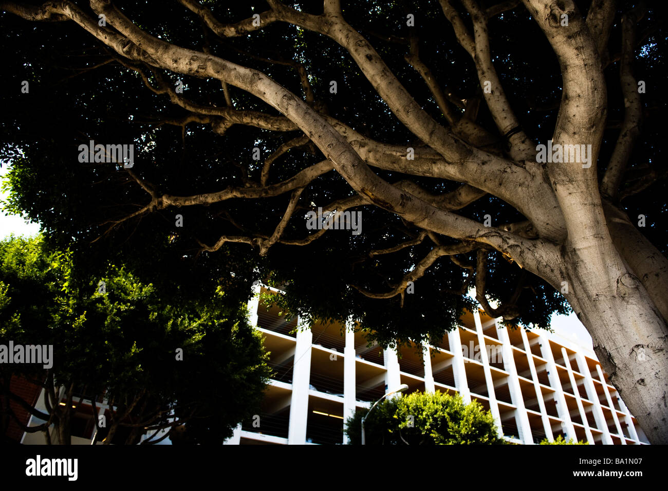 big beautiful tree in the city Stock Photo - Alamy