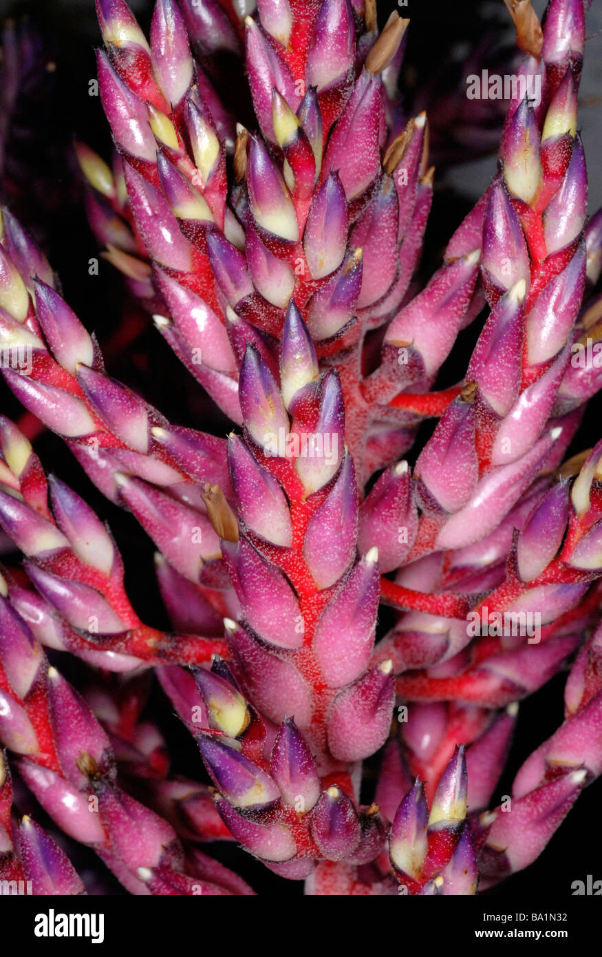 Aechmea flowers Stock Photo