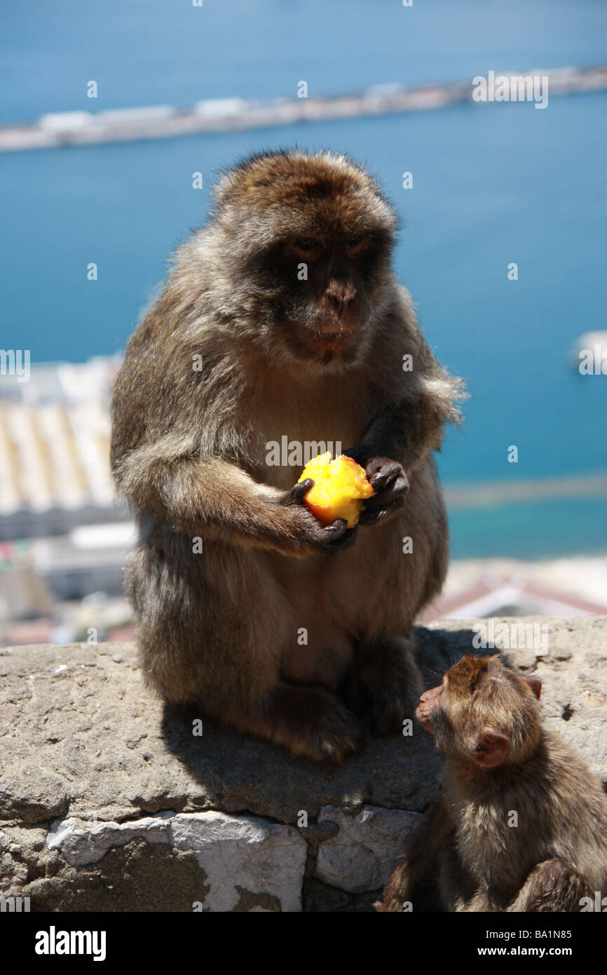 Barbary Apes Stock Photo