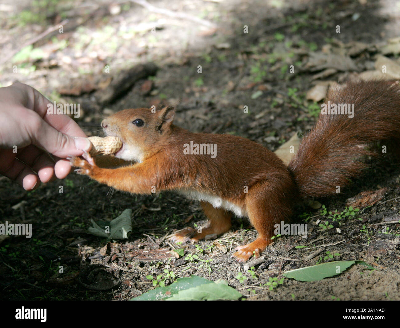 A tame red squirrel taking a nut from someone's hand Stock Photo