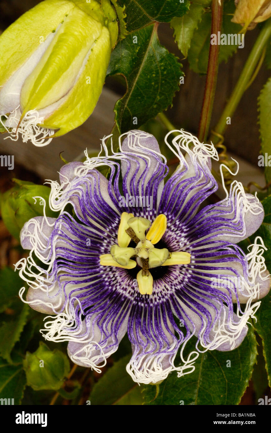 close up of passion flower Passiflora Elizabeth Stock Photo