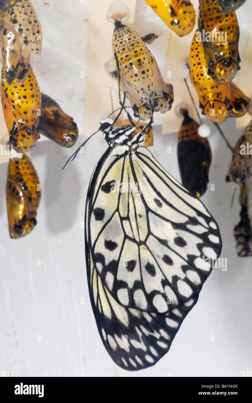 Idea leuconoe, rice paper butterfly or paper kite butterfly Stock Photo