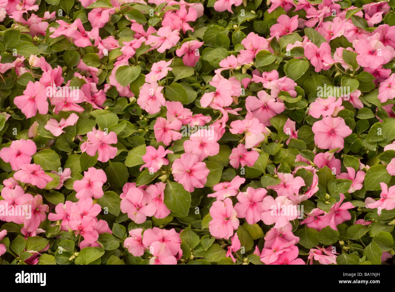 Busy Lizzie, Impatiens sp., Balsaminaceae Stock Photo