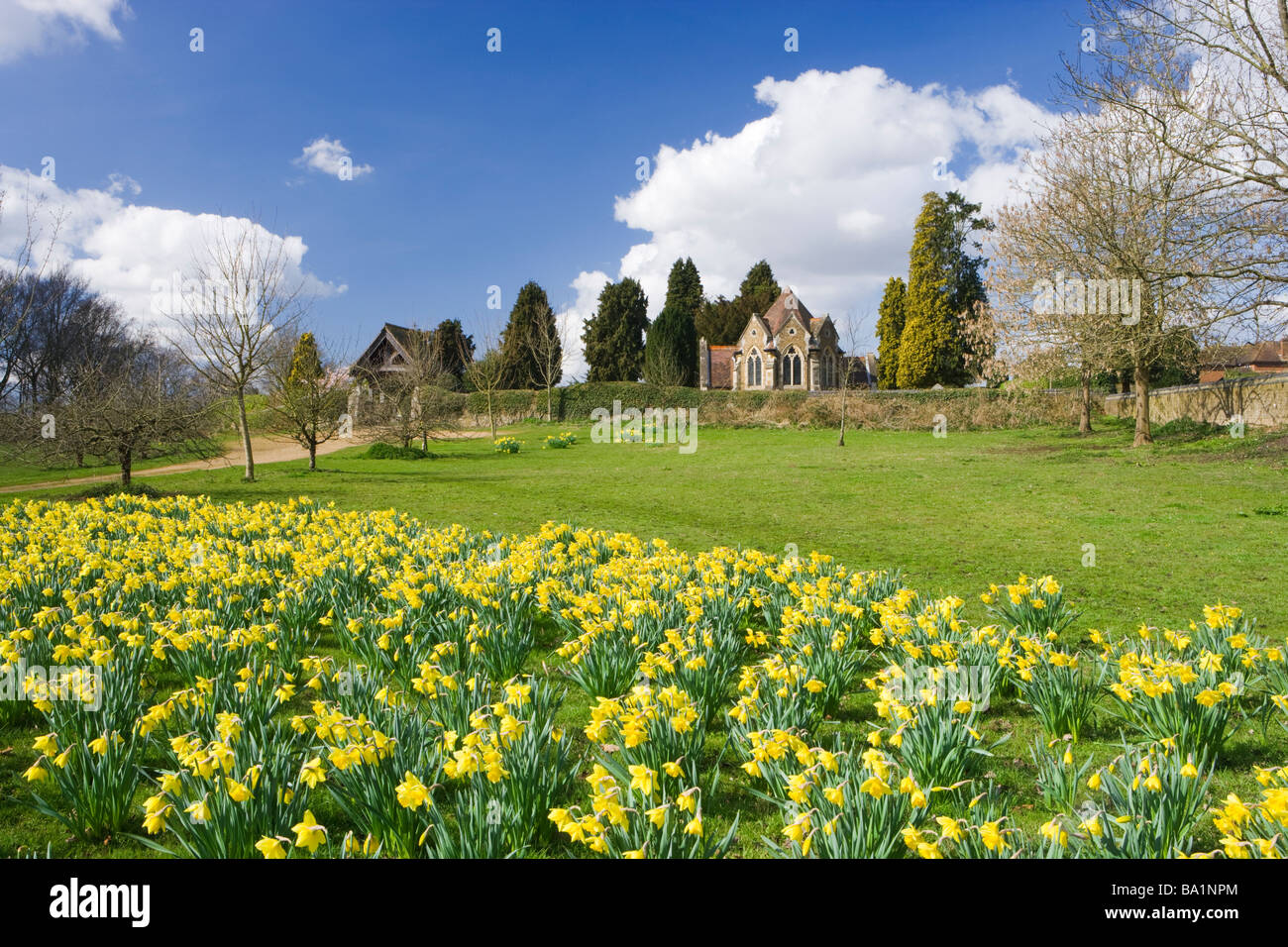 Shalford with daffodils, Surrey, UK Stock Photo