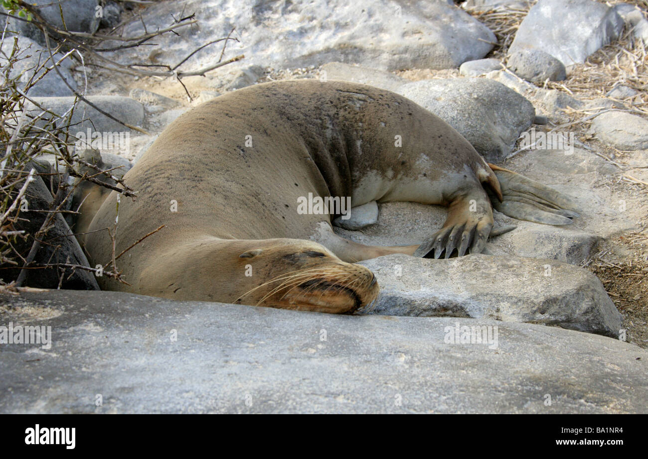 Galapagos Sea Lion, Zalophus wollebaeki, Otariidae, Espanola Island, Galapagos Archipelago, Ecuador, South America Stock Photo