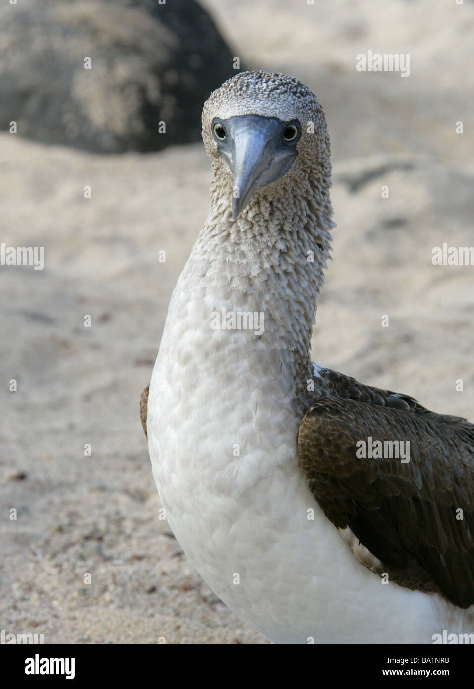 Blue-footed Booby, Sula nebouxii, Sulidae, Espanola Island, Galapagos Archipelago, Ecuador, South America Stock Photo