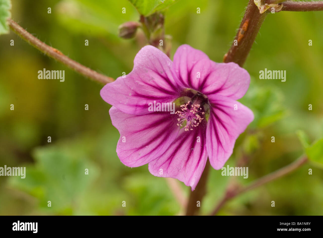 Common mallow cheeses Malva sylvestris, malva selvatica, Malavaceae, Rome, Lazio, Italy Stock Photo