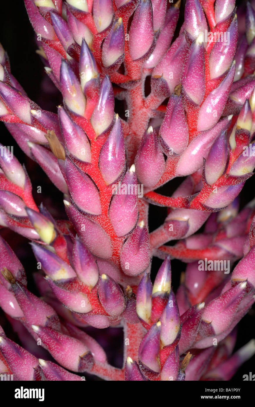 Aechmea flower, a bromeliad Stock Photo