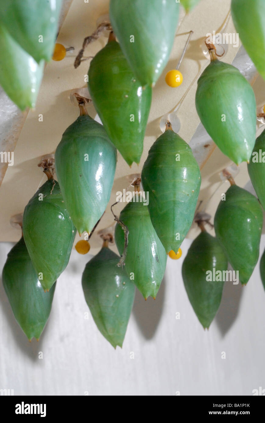 butterfly pupae chrysalises in a rearing cage at a butterfly house Stock Photo