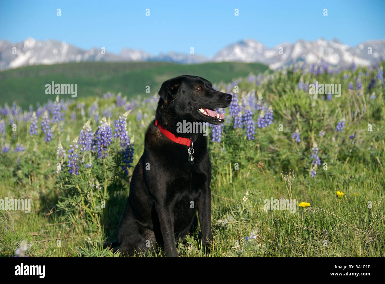 a black labrador dog sits in a field of wildflowers with mt wilson in the background, colorado Stock Photo