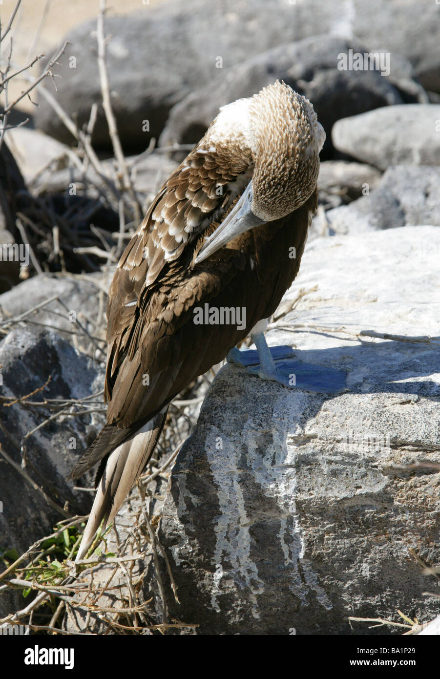 Blue-footed Booby, Sula nebouxii, Sulidae, Espanola Island, Galapagos Archipelago, Ecuador, South America Stock Photo