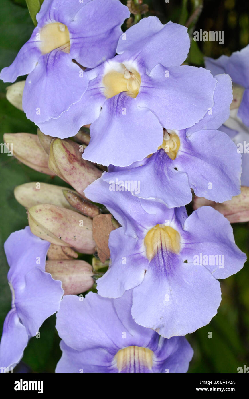blue flower, close-up Stock Photo