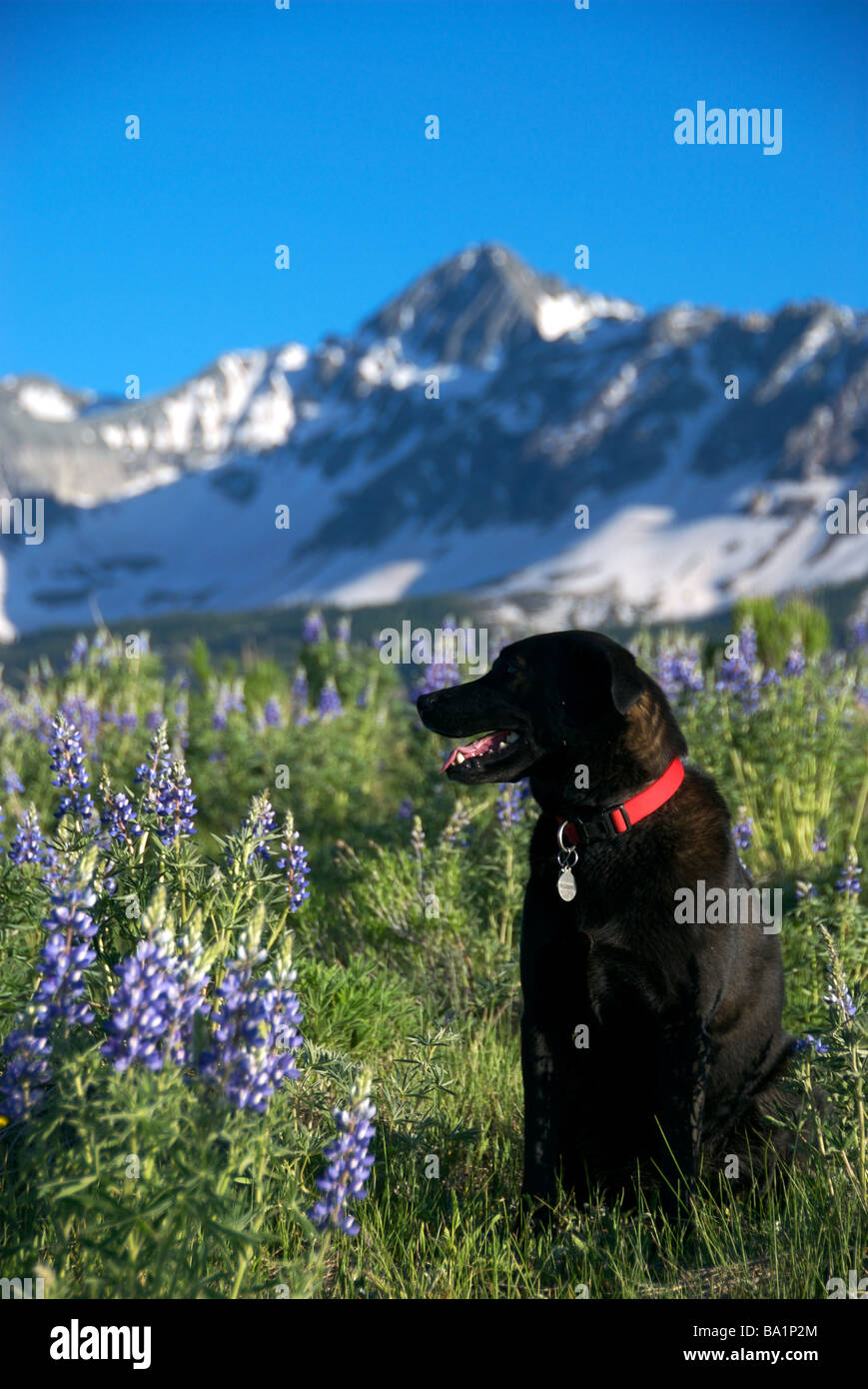 a black labrador dog sits in a field of wildflowers with mt wilson in the background, colorado Stock Photo