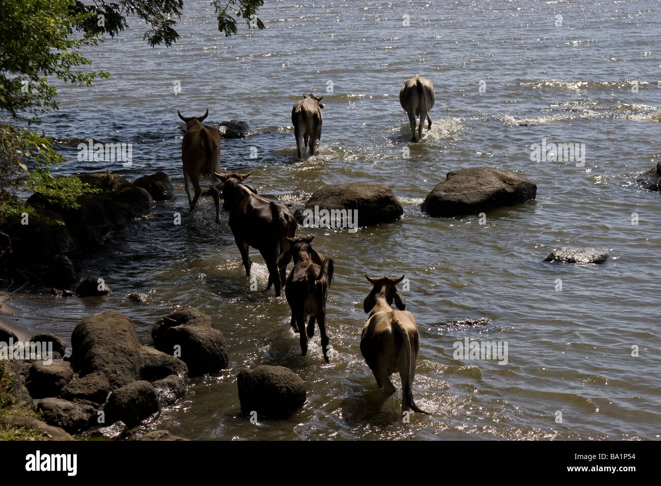 Water cows hi-res stock photography and images - Alamy