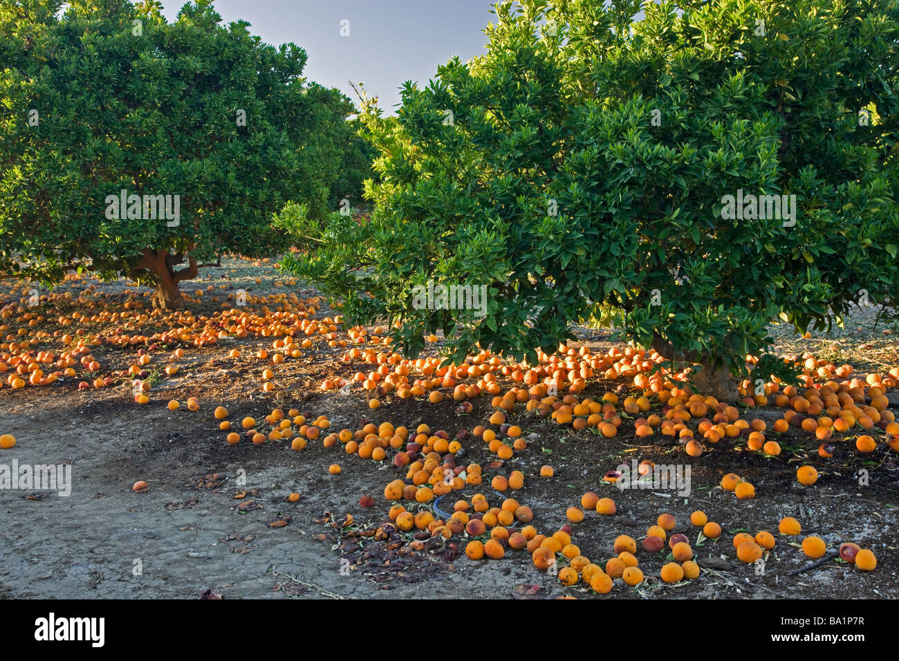 Blood oranges hires stock photography and images Alamy