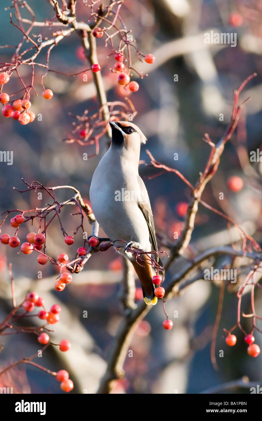 Waxwing Bombycilla garrulus Stock Photo