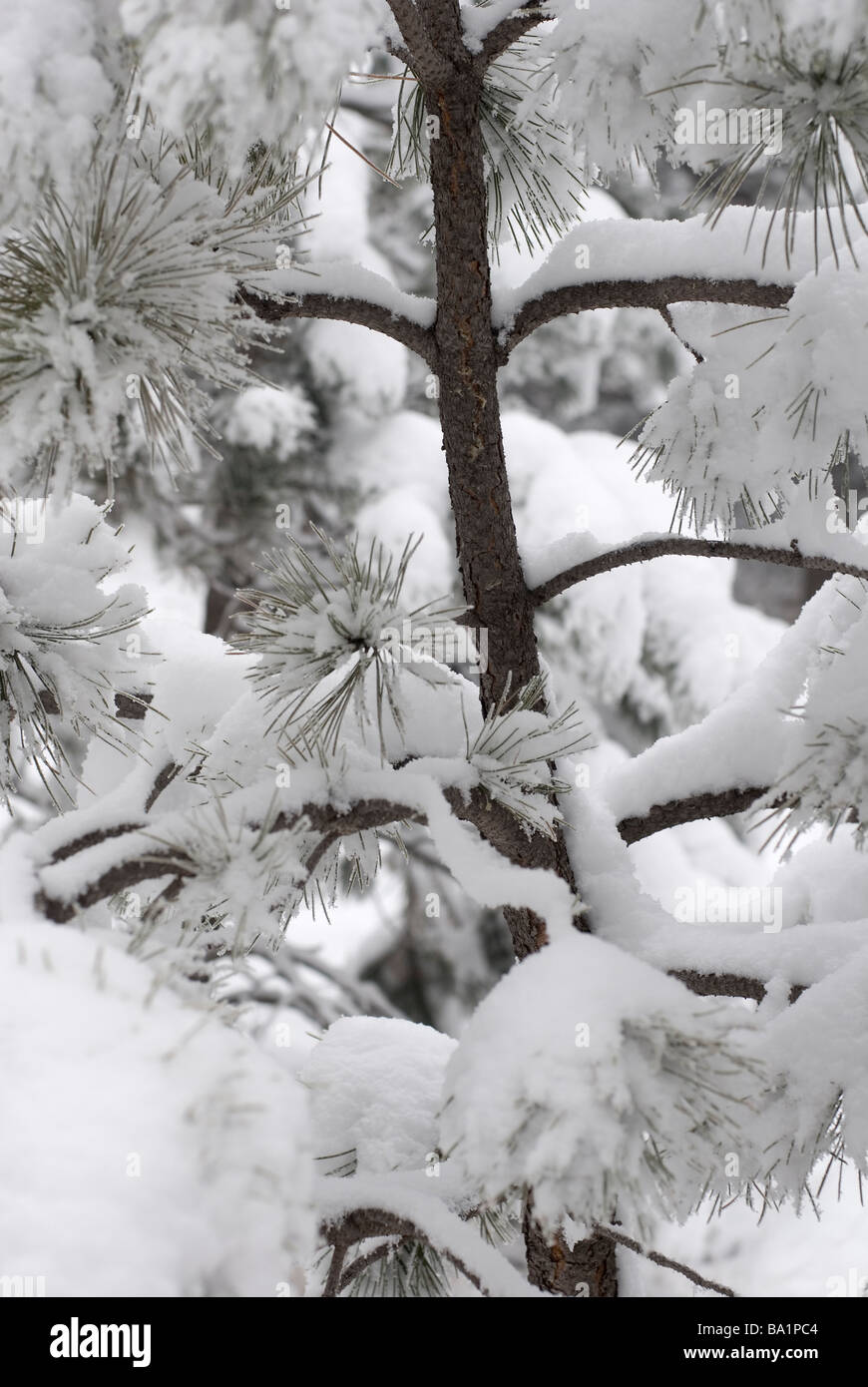 Snow on trees in Colorado Stock Photo