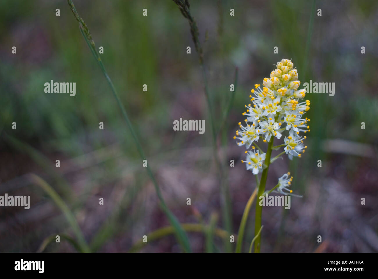 Wildflowers colorado mountains hires stock photography and images Alamy
