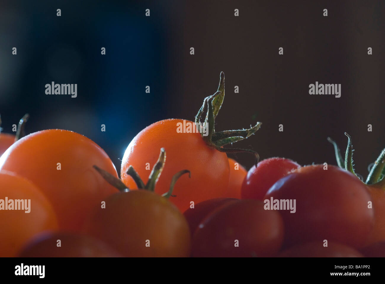 Small tomatoes, cherry tomatoes, garden fresh, nourishment, fruit Stock Photo