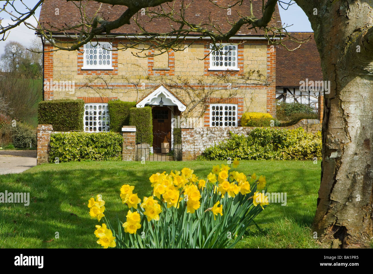 Cottage and daffodils. Shamley green, Surrey, UK Stock Photo