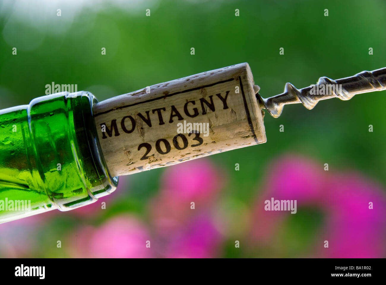 MONTAGNY BURGUNDY WINE Corkscrew pulling a cork from a bottle of Montagny white burgundy wine 2003 Côte Chalonnaise France Stock Photo