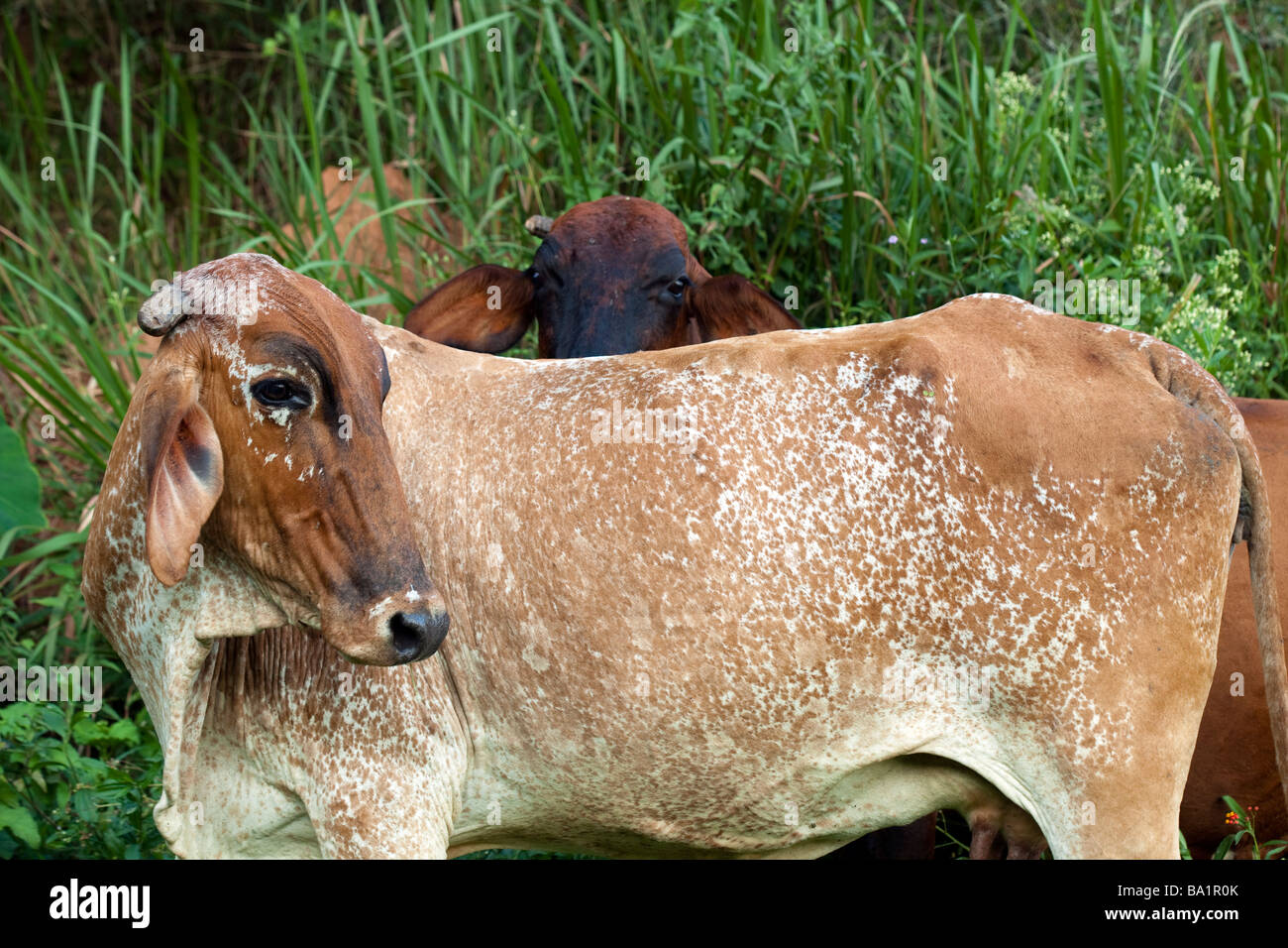 Two cows look at viewer. Stock Photo